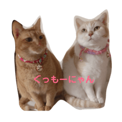 [LINEスタンプ] にゃんこ勢ぞろい(=^x^=)