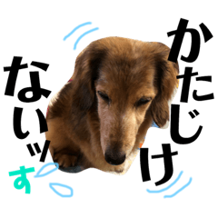 [LINEスタンプ] びーどっぐずのすたんぷ4