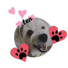 [LINEスタンプ] 愛犬テンくんのスタンプ3