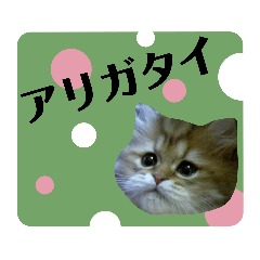 [LINEスタンプ] おしゃカワ猫スタンプ