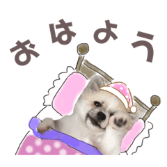 [LINEスタンプ] 使えるポッチースタンプ！