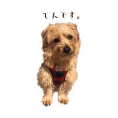 [LINEスタンプ] ノーフォークテリアのてんちゃん！