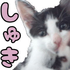 [LINEスタンプ] ハチワレ子猫②