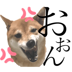 [LINEスタンプ] 柴犬りくそらのスタンプ