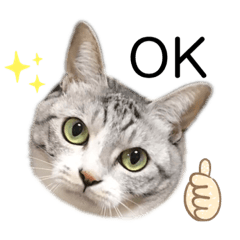[LINEスタンプ] とらまめぽん！！