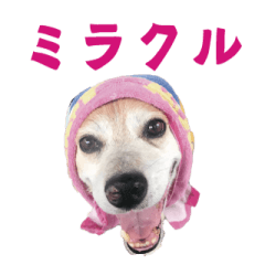 [LINEスタンプ] ぼくドンちゃん3