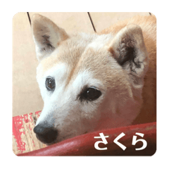 [LINEスタンプ] 柴犬 さくらちゃんの画像（メイン）
