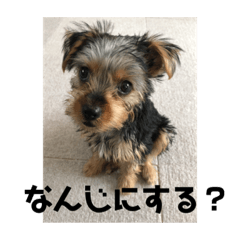 [LINEスタンプ] エブリデイ！リアン1