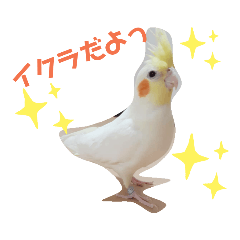 [LINEスタンプ] イクラちゃん