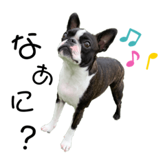 [LINEスタンプ] ちょびのきもち。