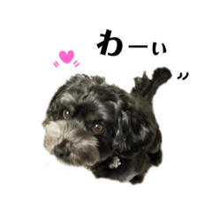 [LINEスタンプ] ミックス犬のチロルchan