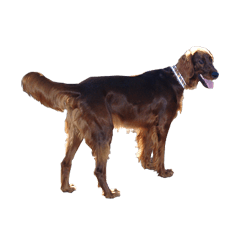 [LINEスタンプ] アイリッシュセッター犬 SHIGE