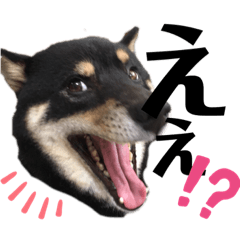 [LINEスタンプ] 柴犬りくそら☆日常編