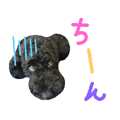 [LINEスタンプ] 黒プーの豆太くん10