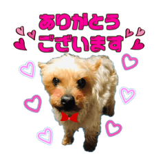 [LINEスタンプ] 我が家のぶろちん❤️