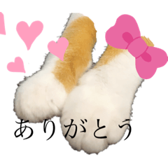 [LINEスタンプ] 猫のつぶやき(☆∀☆)