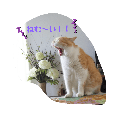 [LINEスタンプ] エキゾチック猫の日常