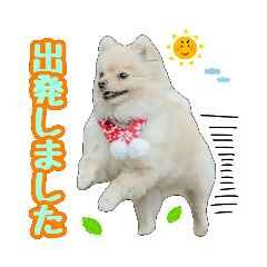 [LINEスタンプ] ポメラニアン★むぎ★★