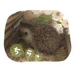 [LINEスタンプ] こまめさん①