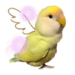 [LINEスタンプ] コザクラインコのネロ