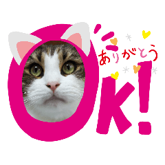 [LINEスタンプ] メインクーン王子おじゅ♪Part2