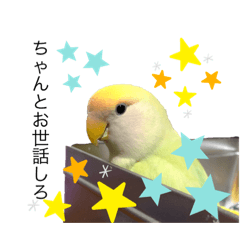 [LINEスタンプ] コザクラインコのネロ②