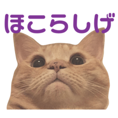 [LINEスタンプ] ほこらしげなムギ