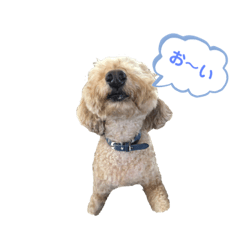 [LINEスタンプ] トイプー むぎむぎちゃん