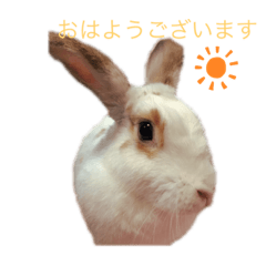 [LINEスタンプ] うさぎスタンプ★