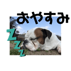 [LINEスタンプ] ブルドッグ瀧治郎❷