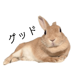 [LINEスタンプ] ときどき上から目線きなこ。
