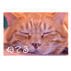[LINEスタンプ] メルメルメルメルのスタンプ
