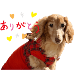 [LINEスタンプ] 愛犬めいちゃんスタンプ