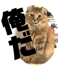 [LINEスタンプ] オラオラ系ネコ様