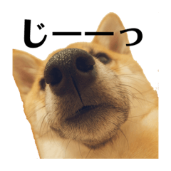 [LINEスタンプ] 柴犬ずっぴのスタンプ
