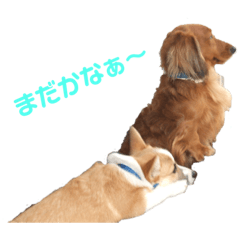 [LINEスタンプ] パピコギの瑠斗＆ケント