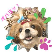 [LINEスタンプ] シーズーらーちゃんの日常！