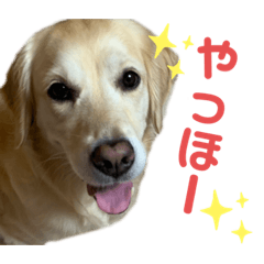 [LINEスタンプ] ゴールデンレトリーバー ぴのちゃん