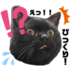 [LINEスタンプ] 森内家のにゃんこ！①