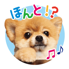 [LINEスタンプ] ポメラニアン もふた 2