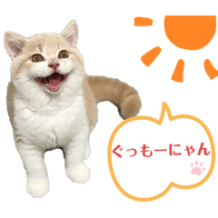 [LINEスタンプ] 子猫ダニエルの挨拶スタンプ