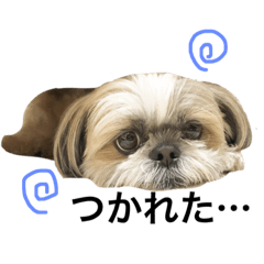 [LINEスタンプ] シーズーちょこちゃん
