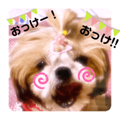 [LINEスタンプ] シーズーらーちゃん♡＊挨拶編＊