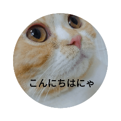 [LINEスタンプ] 忠猫むぎ2の画像（メイン）