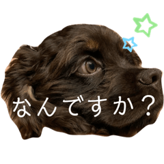 [LINEスタンプ] 愛犬アメリカンコッカースパニエル