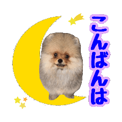 [LINEスタンプ] ポメラニアン★ムギpart2