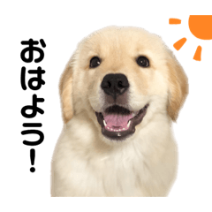 [LINEスタンプ] ゴールデンレトリバー あぽろ