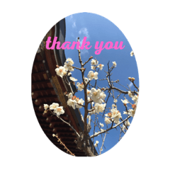 [LINEスタンプ] thank you stanp Japanese flowerの画像（メイン）