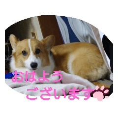 [LINEスタンプ] コーギーソラ君とチワワのちび子1日挨拶2