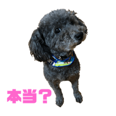 [LINEスタンプ] レオン＆ルンバ3